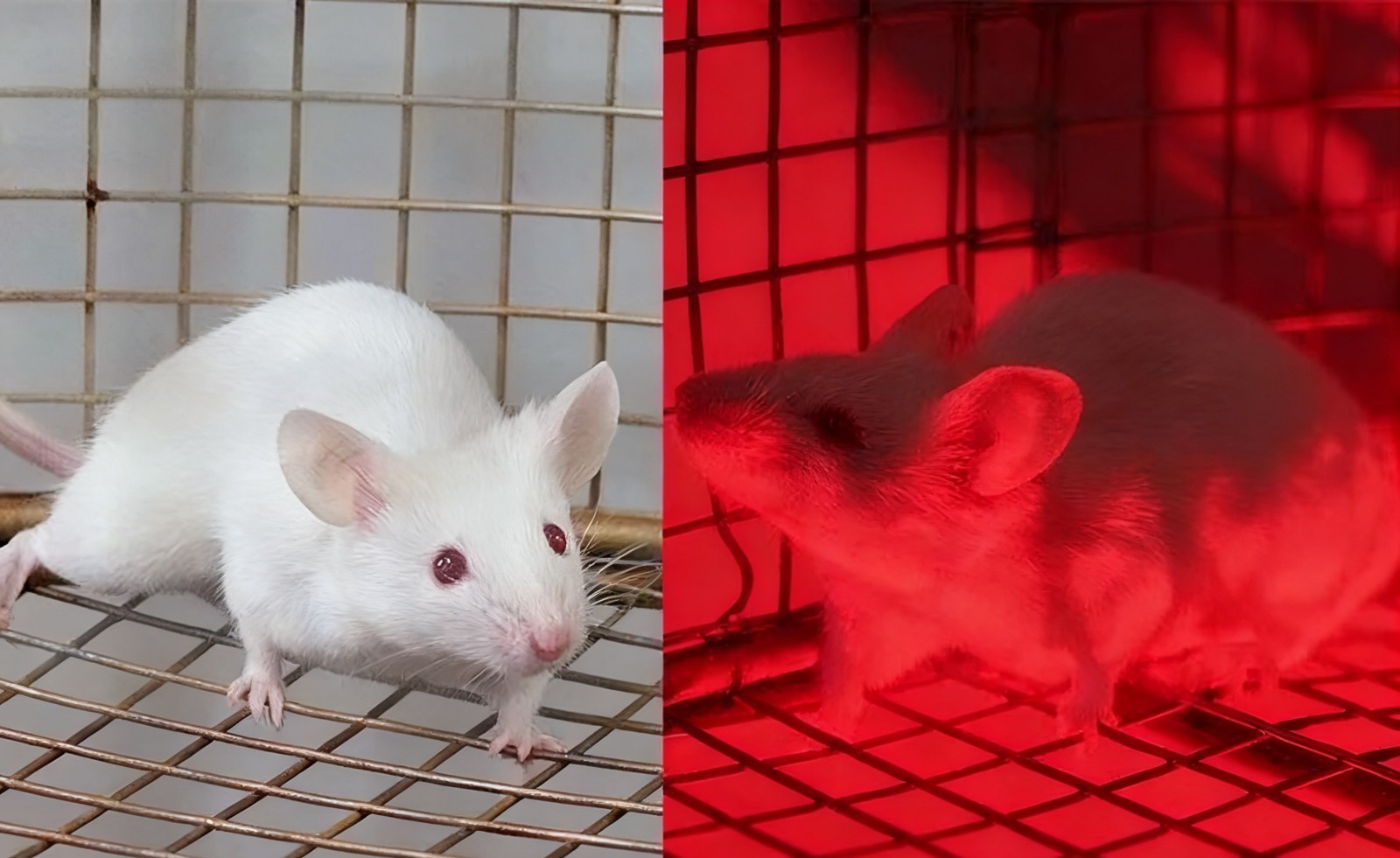 1762937220580577.jpg 心理光愈1.jpg